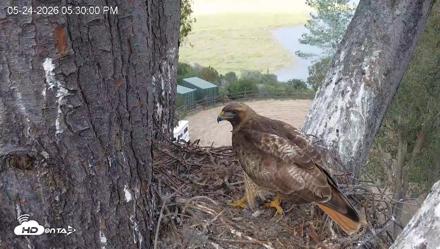 Red-Tailed Hawk Live Webcam - May 24, 2026, 6:33pm PDT