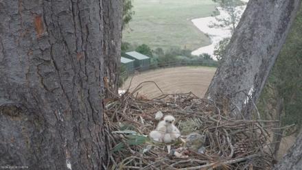 Red-Tailed Hawk Live Webcam - Mar 24, 2026, 7:06pm PDT