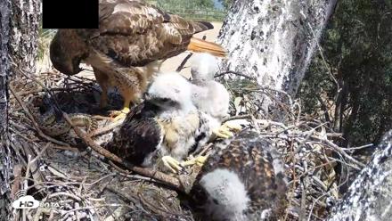 Red-Tailed Hawk Live Webcam - Apr 20, 2026, 1:21pm PDT