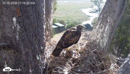 Red-Tailed Hawk Live Webcam - May 19, 2026, 8:17am PDT