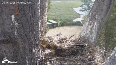 Red-Tailed Hawk Live Webcam - May 16, 2026, 8:52am PDT