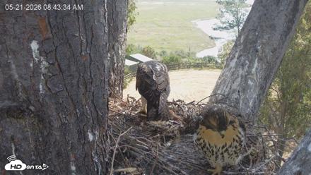Red-Tailed Hawk Live Webcam - May 21, 2026, 9:44am PDT