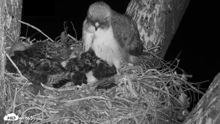 Red-Tailed Hawk Live Webcam - Apr 23, 2026, 3:37am PDT
