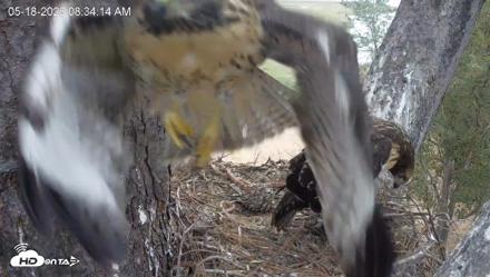 Red-Tailed Hawk Live Webcam - May 18, 2026, 9:37am PDT