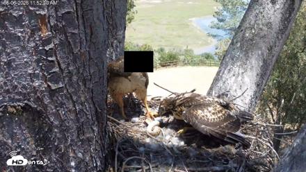 Red-Tailed Hawk Live Webcam - May 6, 2026, 12:53pm PDT