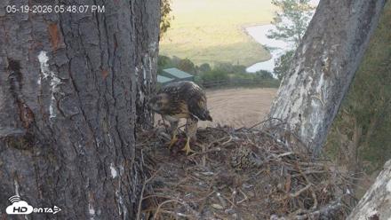 Red-Tailed Hawk Live Webcam - May 19, 2026, 6:48pm PDT