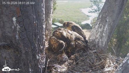 Red-Tailed Hawk Live Webcam - May 19, 2026, 9:02am PDT