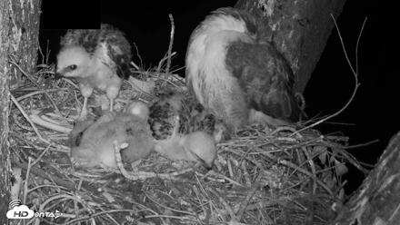 Red-Tailed Hawk Live Webcam - Apr 16, 2026, 3:51am PDT