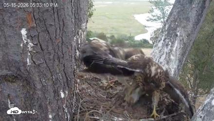 Red-Tailed Hawk Live Webcam - May 16, 2026, 6:36pm PDT