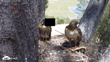Red-Tailed Hawk Live Webcam - May 6, 2026, 1:25pm PDT