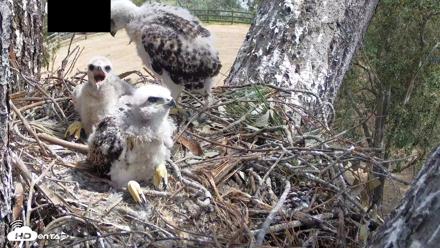 Red-Tailed Hawk Live Webcam - Apr 16, 2026, 11:49am PDT
