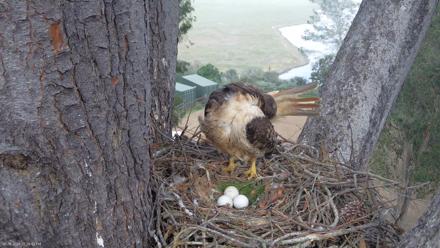 Red-Tailed Hawk Live Webcam - Mar 16, 2026, 4:29pm PDT