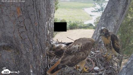 Red-Tailed Hawk Live Webcam - May 7, 2026, 9:54am PDT