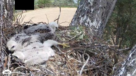Red-Tailed Hawk Live Webcam - Apr 16, 2026, 12:58pm PDT