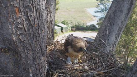 Red-Tailed Hawk Live Webcam - Mar 6, 2026, 9:31am PST