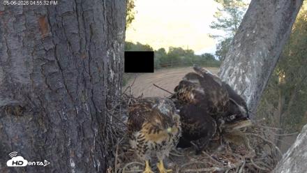 Red-Tailed Hawk Live Webcam - May 6, 2026, 5:56pm PDT
