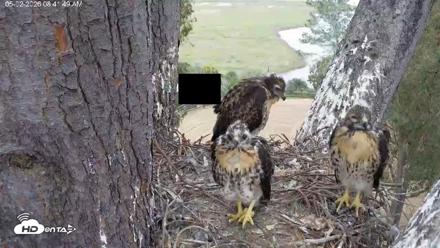 Red-Tailed Hawk Live Webcam - May 2, 2026, 9:45am PDT