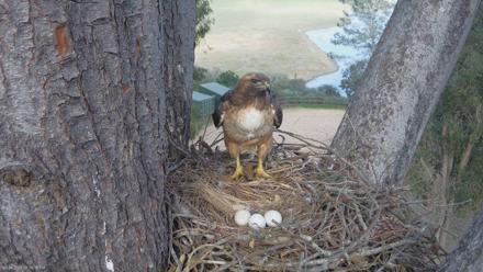 Red-Tailed Hawk Live Webcam - Mar 4, 2026, 3:38pm PST