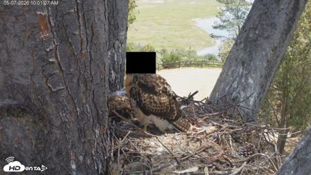 Red-Tailed Hawk Live Webcam - May 7, 2026, 11:02am PDT