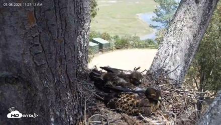 Red-Tailed Hawk Live Webcam - May 8, 2026, 12:30pm PDT