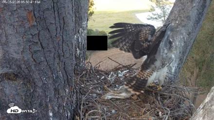 Red-Tailed Hawk Live Webcam - May 5, 2026, 6:51pm PDT