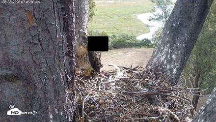 Red-Tailed Hawk Live Webcam - May 5, 2026, 8:44am PDT