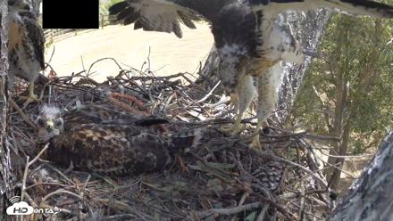 Red-Tailed Hawk Live Webcam - Apr 28, 2026, 10:37am PDT
