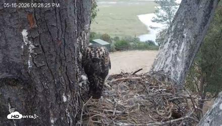 Red-Tailed Hawk Live Webcam - May 16, 2026, 7:29pm PDT