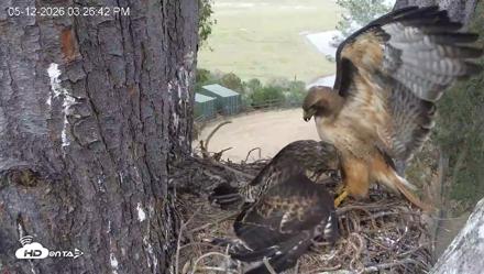 Red-Tailed Hawk Live Webcam - May 12, 2026, 4:30pm PDT