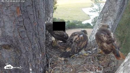 Red-Tailed Hawk Live Webcam - May 7, 2026, 7:01pm PDT