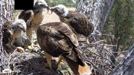 Red-Tailed Hawk Live Webcam - Apr 27, 2026, 11:29am PDT