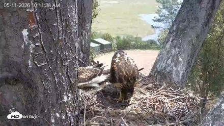 Red-Tailed Hawk Live Webcam - May 11, 2026, 11:12am PDT