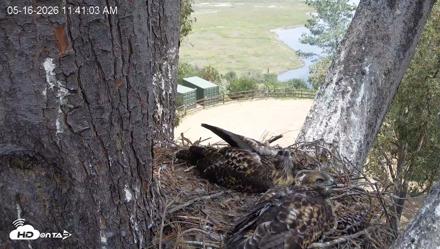 Red-Tailed Hawk Live Webcam - May 16, 2026, 12:44pm PDT
