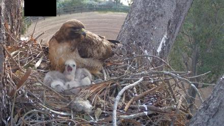 Red-Tailed Hawk Live Webcam - Apr 1, 2026, 7:11am PDT