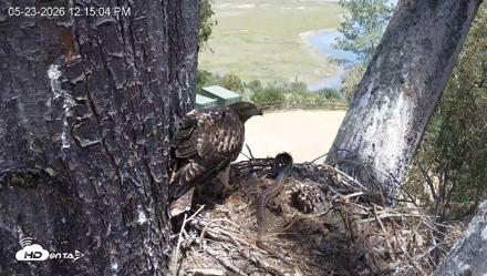 Red-Tailed Hawk Live Webcam - May 23, 2026, 1:18pm PDT