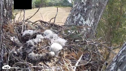 Red-Tailed Hawk Live Webcam - Apr 17, 2026, 10:07am PDT