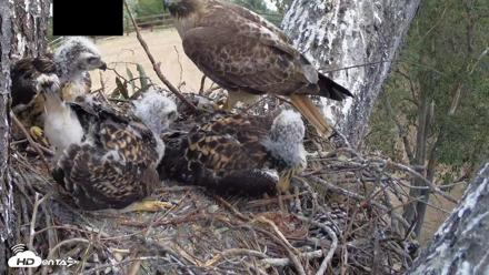Red-Tailed Hawk Live Webcam - Apr 25, 2026, 12:23pm PDT
