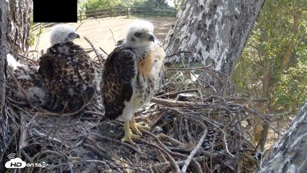 Red-Tailed Hawk Live Webcam - Apr 21, 2026, 9:28am PDT