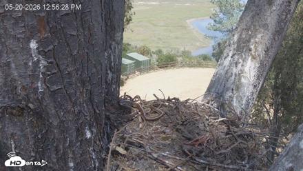 Red-Tailed Hawk Live Webcam - May 20, 2026, 1:57pm PDT