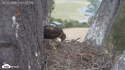 Red-Tailed Hawk Live Webcam - May 11, 2026, 1:11pm PDT