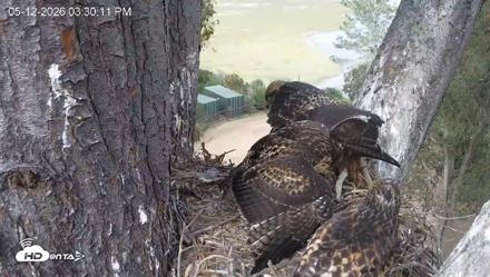 Red-Tailed Hawk Live Webcam - May 12, 2026, 4:33pm PDT