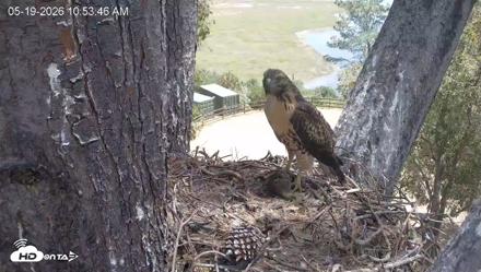 Red-Tailed Hawk Live Webcam - May 19, 2026, 11:57am PDT