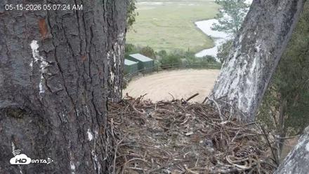 Red-Tailed Hawk Live Webcam - May 15, 2026, 6:11am PDT