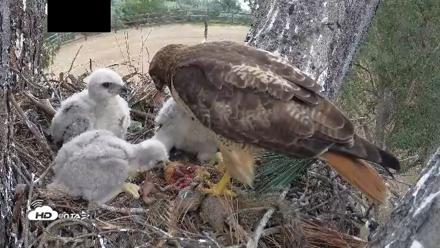 Red-Tailed Hawk Live Webcam - Apr 12, 2026, 3:24pm PDT