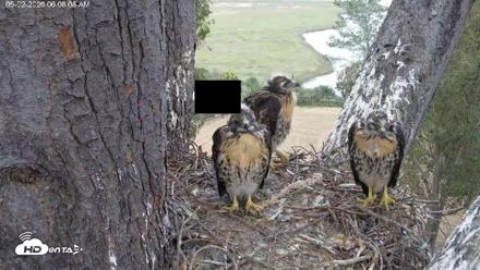 Red-Tailed Hawk Live Webcam - May 2, 2026, 7:11am PDT