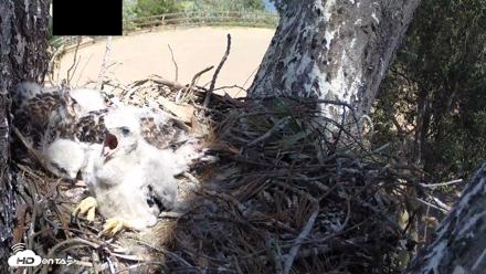 Red-Tailed Hawk Live Webcam - Apr 17, 2026, 2:08pm PDT