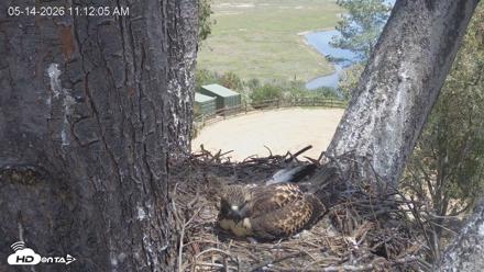 Red-Tailed Hawk Live Webcam - May 14, 2026, 12:15pm PDT