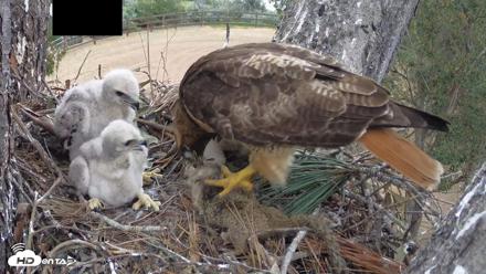 Red-Tailed Hawk Live Webcam - Apr 12, 2026, 3:11pm PDT