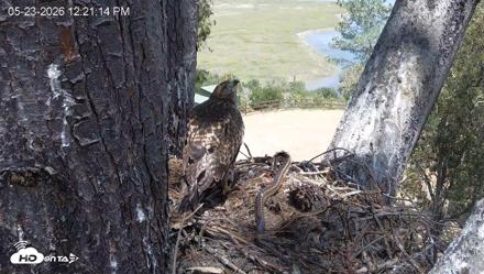 Red-Tailed Hawk Live Webcam - May 23, 2026, 1:24pm PDT