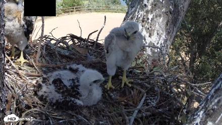 Red-Tailed Hawk Live Webcam - Apr 17, 2026, 1:58pm PDT